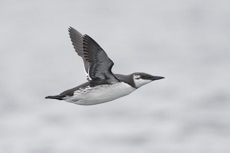 Common Murre (Uria aalge) photo