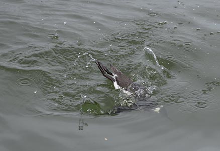 Common Murre (Uria aalge) photo