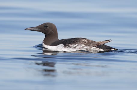 Common Murre (Uria aalge) photo