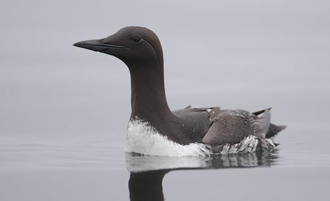 Common Murre (Uria aalge) photo