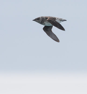 Kittlitz's Murrelet (Brachyramphus brevirostris) photo