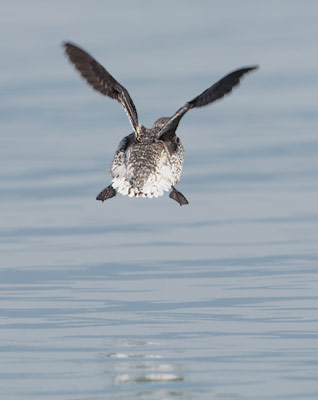 Kittlitz's Murrelet (Brachyramphus brevirostris) photo