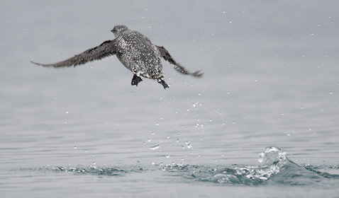Kittlitz's Murrelet (Brachyramphus brevirostris) photo