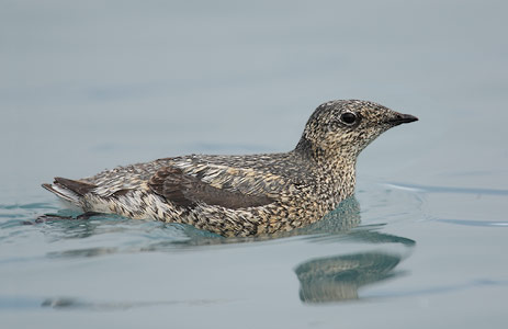 Kittlitz's Murrelet (Brachyramphus brevirostris) photo