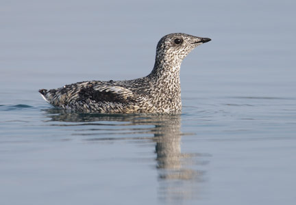 Kittlitz's Murrelet (Brachyramphus brevirostris) photo