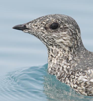 Kittlitz's Murrelet (Brachyramphus brevirostris) photo