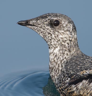 Kittlitz's Murrelet (Brachyramphus brevirostris) photo