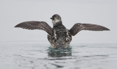 Kittlitz's Murrelet (Brachyramphus brevirostris) photo