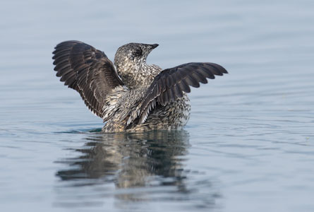 Kittlitz's Murrelet (Brachyramphus brevirostris) photo
