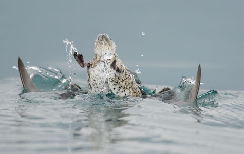 Kittlitz's Murrelet (Brachyramphus brevirostris) photo