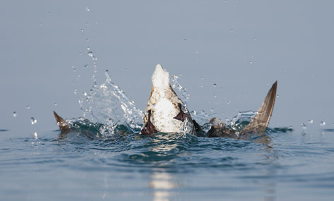 Kittlitz's Murrelet (Brachyramphus brevirostris) photo