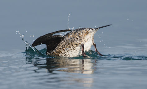 Kittlitz's Murrelet (Brachyramphus brevirostris) photo