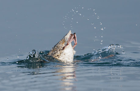 Kittlitz's Murrelet (Brachyramphus brevirostris) photo