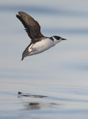 Marbled Murrelet (Brachyramphus marmoratus) photo