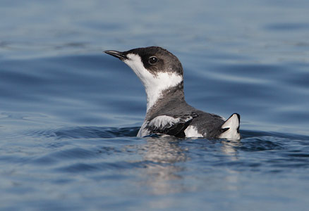 Marbled Murrelet (Brachyramphus marmoratus) photo