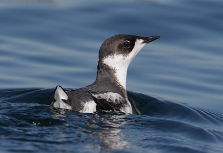 Marbled Murrelet (Brachyramphus marmoratus) photo