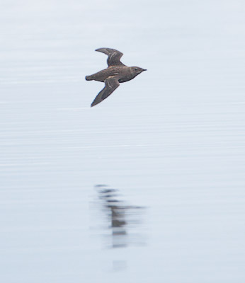 Marbled Murrelet (Brachyramphus marmoratus) photo