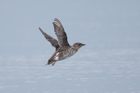 Marbled Murrelet (Brachyramphus marmoratus) photo