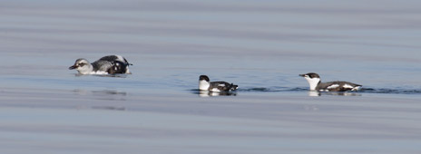 Marbled Murrelet (Brachyramphus marmoratus) photo