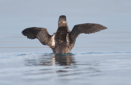 Marbled Murrelet (Brachyramphus marmoratus) photo