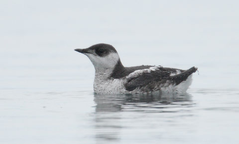 Marbled Murrelet (Brachyramphus marmoratus) photo