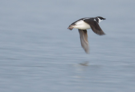 Marbled Murrelet (Brachyramphus marmoratus) photo