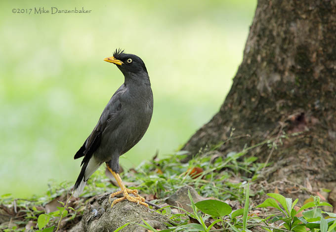 Javan Myna (Acridotheres javanicus) photo