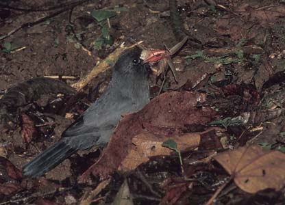 White-fronted Nunbird (Monasa morphoeus) photo