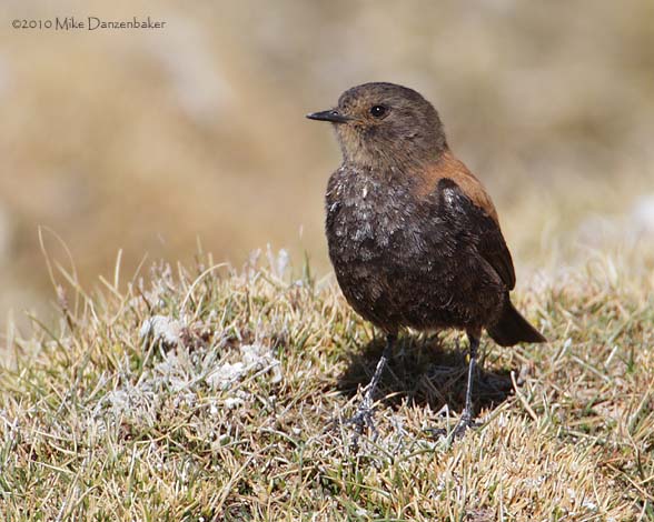Andean Negrito (Lessonia oreas) photo