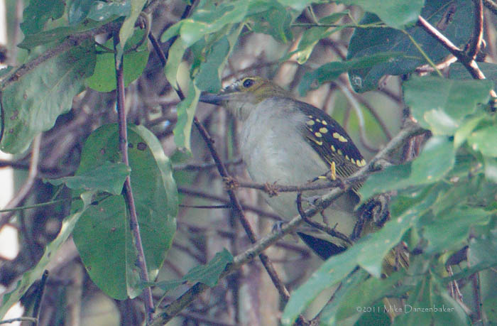 Western Nicator (Nicator chloris) photo