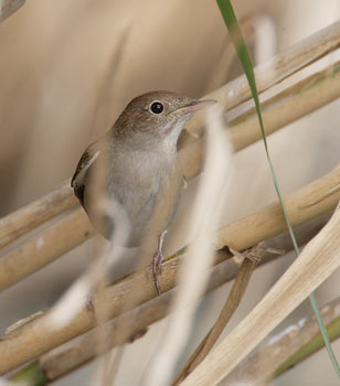 Common Nightingale (Luscinia megarhynchos) photo