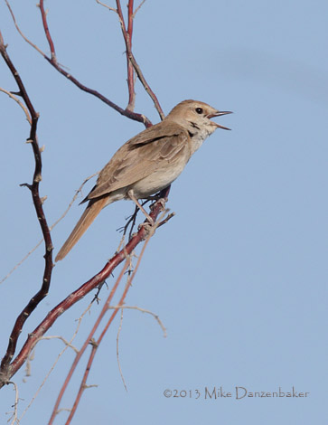 Common Nightingale (Luscinia megarhynchos) photo