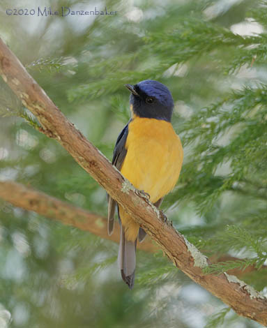 Vivid Niltava (Niltava vivida) photo