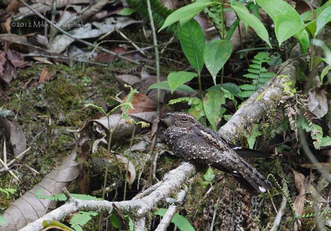 Blackish Nightjar (Caprimulgus nigrescens) photo