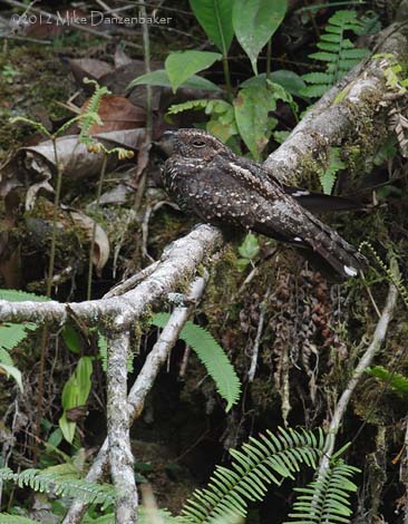 Blackish Nightjar (Caprimulgus nigrescens) photo