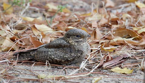 Madagascar Nightjar (Caprimulgus madagascariensis) photo