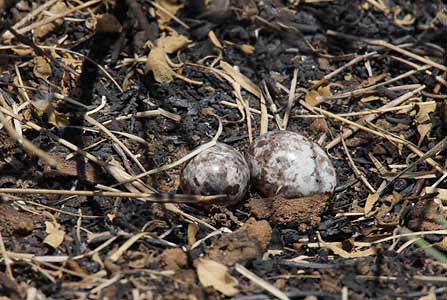 Madagascar Nightjar (Caprimulgus madagascariensis) photo