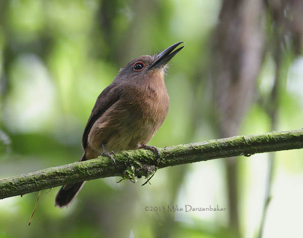 Brown Nunlet (Nonnula brunnea) photo