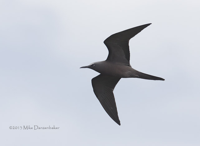 Brown Noddy (Anous stolidus) photo
