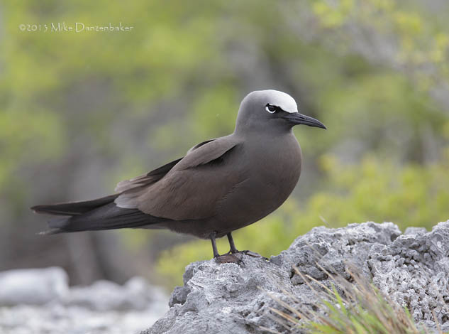Brown Noddy (Anous stolidus) photo