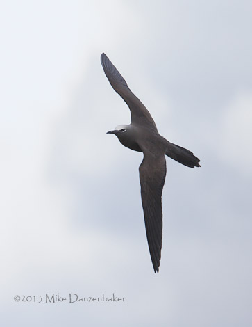 Brown Noddy (Anous stolidus) photo