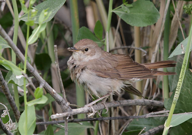 Thrush Nightingale (Luscinia luscinia) photo