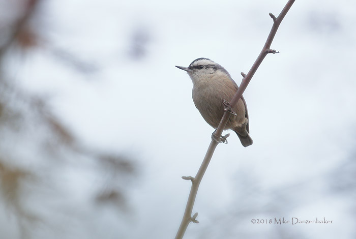 Chinese Nuthatch (Sitta villosa) photo