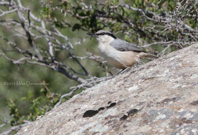Eastern Rock Nuthatch (Sitta tephronota) photo