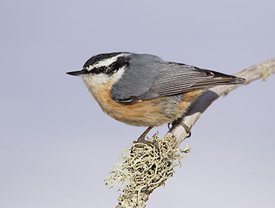 Red-breasted Nuthatch (Sitta canadensis) photo