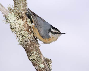 Red-breasted Nuthatch (Sitta canadensis) photo
