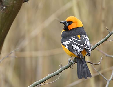 Altamira Oriole (Icterus gularis) photo