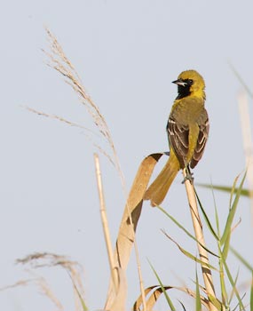 Orchard Oriole (Icterus spurius) photo