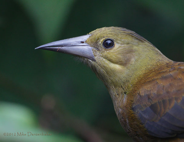 Russet-backed Oropendola (Psarocolius angustifrons) photo