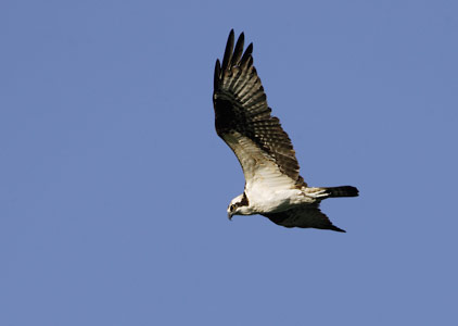 Osprey (Pandion haliaetus) photo